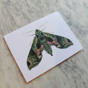 Butterflies and Moths Greeting Cards