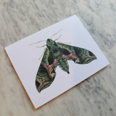 Butterflies and Moths Greeting Cards