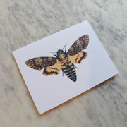 Butterflies and Moths Greeting Cards