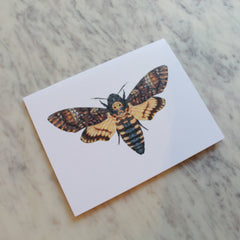 Butterflies and Moths Greeting Cards