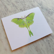 Butterflies and Moths Greeting Cards