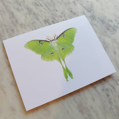 Butterflies and Moths Greeting Cards