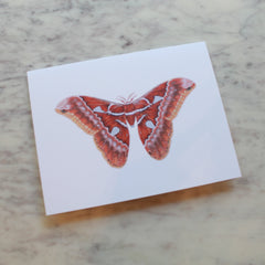 Butterflies and Moths Greeting Cards