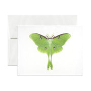 Butterflies and Moths Greeting Cards